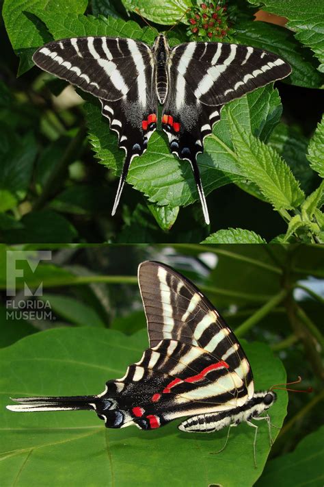 Zebra Swallowtail – Exhibits