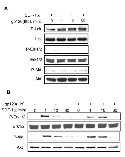 Gp120 Does Not Affect G Protein Dependent Erk And Akt Activation By