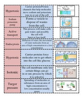 Practice Types Of Cellular Transport