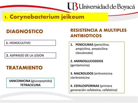 BACILOS AEROBIOS GRAM POSITIVOS PPT