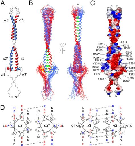 NMR Structure Of The TBD Of Human Hexim1 A Ribbon Representation Of