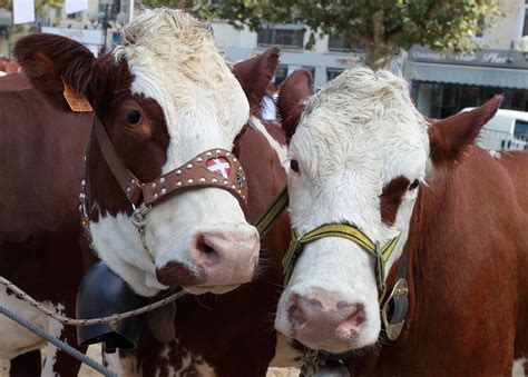 La Roche sur Foron Vaches en piste cinq bonnes raisons de découvrir