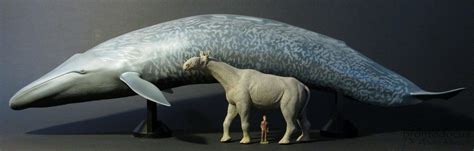 Comparison of the Mega Sofubi Advance Blue Whale with the Paleocraft “Indricotherium ...