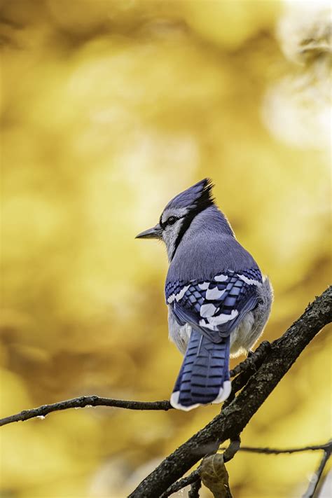 Blue Jay Blue Jay Bird Hd Phone Wallpaper Pxfuel