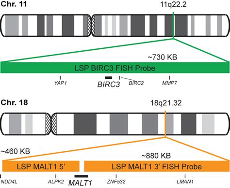 Birc Malt Dual Fusion Translocation Fish Probe Kit Cytotest