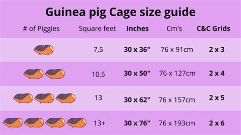 How big should a guinea pig cage be? – Guinea Pals