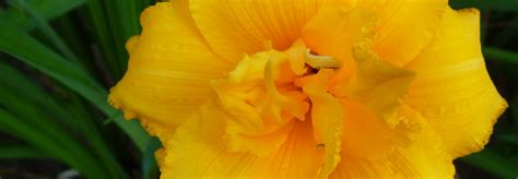 Daylily Condilla Catrinas Garden