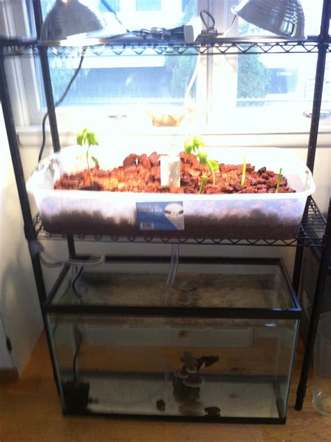 My indoor aquaponics set up that I've finally finished. : aquaponics