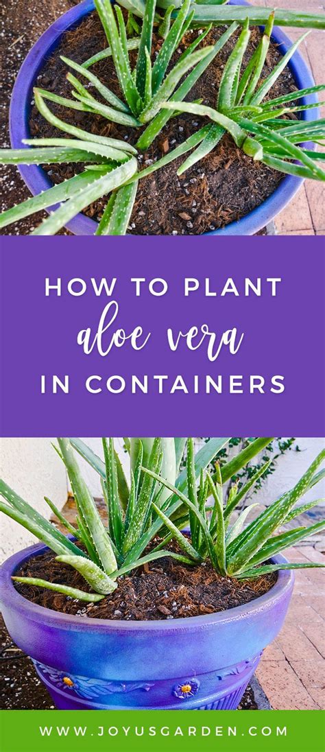 Planting Aloe Vera In Pots And The Potting Mix To Use Aloe Vera