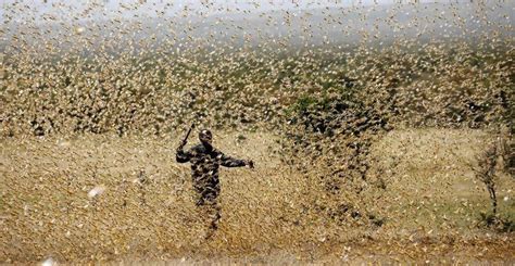 Plaga De Langostas Azota Campos De Frica Y Medio Oriente