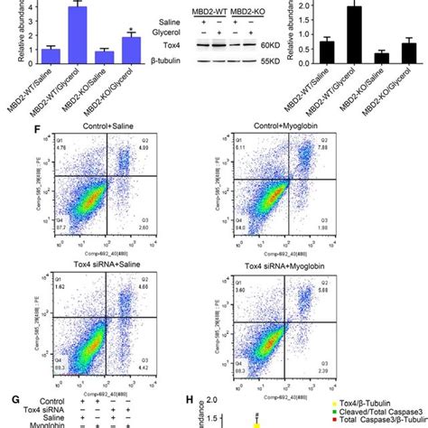 Mbd Mediated Myoglobininduced Renal Cell Apoptosis In Bumpt Cells