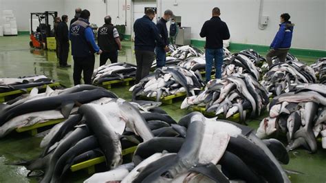 La Flota Gallega Sortea Recortes Del Cupo De Tintorera Y Conserva El De