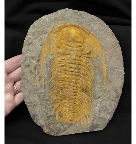 Fossils For Sale Fossils Uk Middle Cambrian Trilobite From