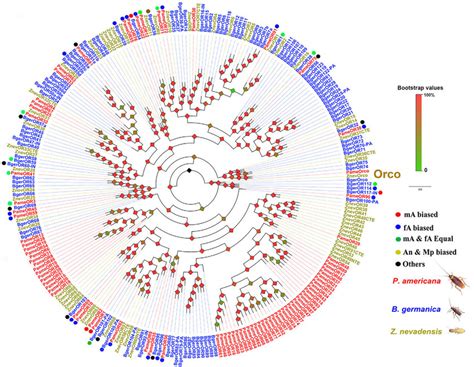 Phylogenetic tree of olfactory receptors (ORs) from three Blattidae... | Download Scientific Diagram