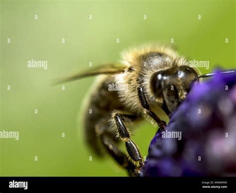 European honey bee Stock Photo - Alamy