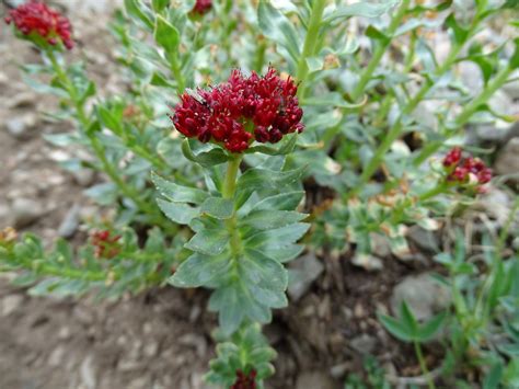 Sedum integrifolium – New Mexico Wild Plants Companion