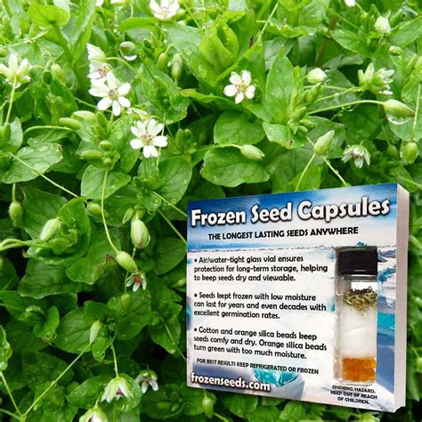 Chickweed Seeds Stellaria Media Seeds Growing Seeds Herb Seeds