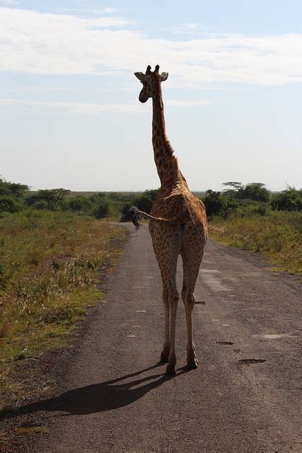 Giraffe Road Afrika Kostenloses Foto Auf Pixabay