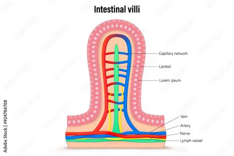 Intestinal Villus Cross Section Anatomy Of Intestinal Villi Digestive Organ Intestinal