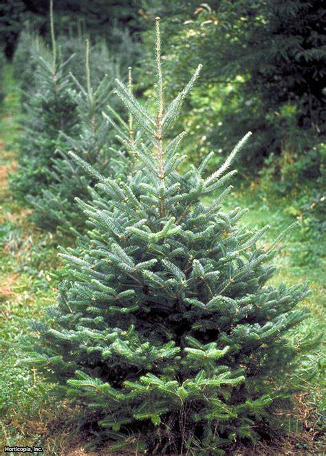 Types Of Fir Christmas Trees