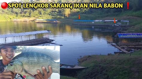 Spot Lengkob Sarang Ikan Nila Babon Spot Ini Ikanya Babon Babon