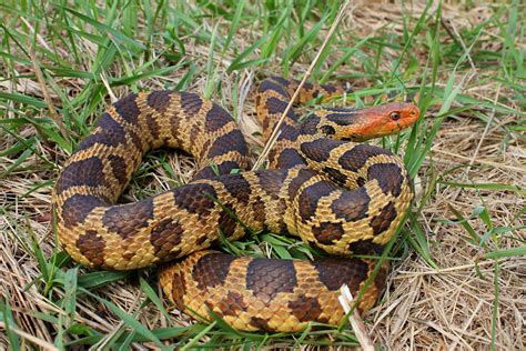 Western Fox Snake Western Fox Snake Stuart Willicombe Flickr