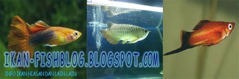 Ikan-Fish Blog: Cara pembiakan ikan gapi