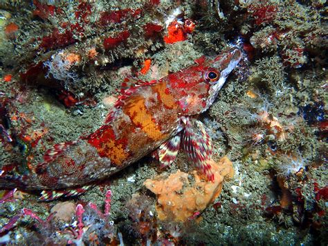 crevice kelpfish