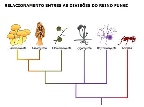 Biologia Para A Vida Micologia Relacionamento Entre As DivisÕes Do