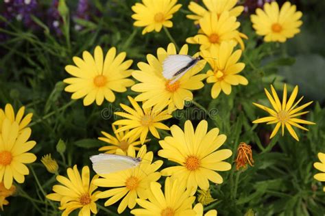 Duas Grandes Borboletas Brancas De Repolho Que Assentam Em Flores