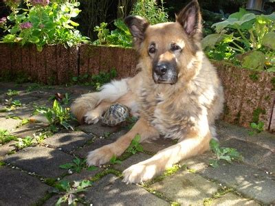 Възпаление на ушите при кучето (Симптоми и превенция) | Dogs, Animals