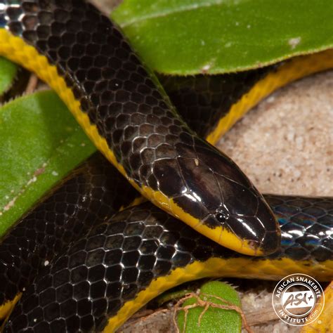 Eastern Purple Glossed Snake African Snakebite Institute