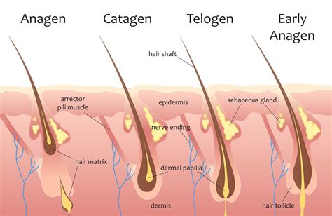 Understanding The Hair Growth Cycle And The Science Behind Laser Hair