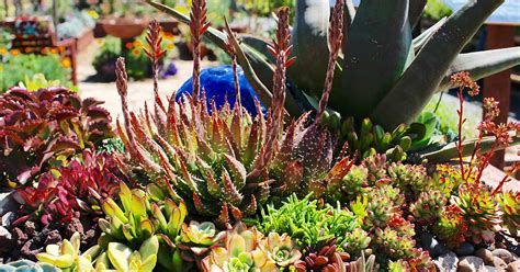 How To Grow Succulents Outdoors In The Garden Gardeners Path