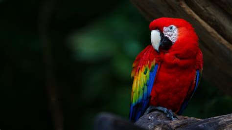 Fondos De Pantalla 1920x1080 Px 73 Pájaro Guacamayo Loro