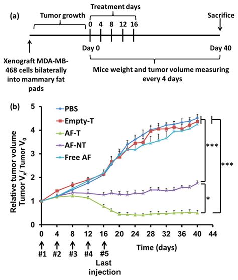 A Timeline For The Creation Of The Orthotopic Mda Mb Breast