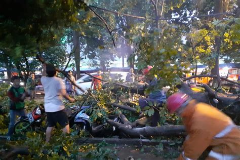 Pohon Tumbang Timpa Empat Sepeda Motor Di Kota Bogor ANTARA News