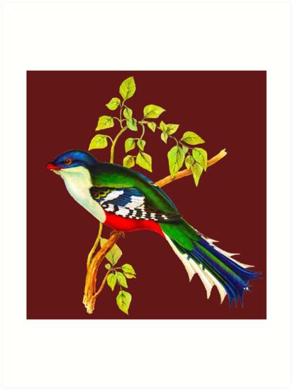 Illustration Of The Cuban Trogon Or Tocororo Art Prints By Marmur