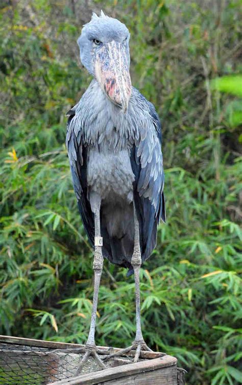 People Can’t Believe These Prehistoric Birds Are Real - The Dodo