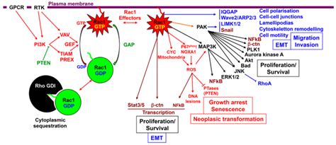 Schematic Representation Of Rac1 Signaling Pathways And Their