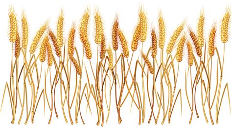 Wheat Clipart Food Grain Picture 2188845 Wheat Clipart Food Grain