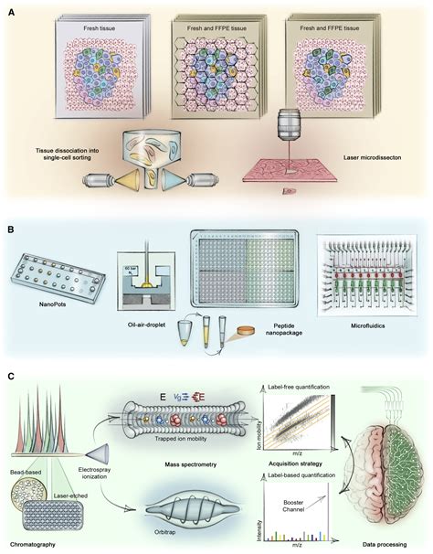 Unbiased Spatial Proteomics With Single Cell Resolution In Tissues