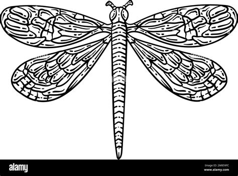 Dibujo De Libelula Para Colorear Im Genes Vectoriales De Stock Alamy