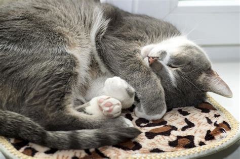 Un Gato Gris Duerme Acurrucado Sobre Una Alfombra En Una Ventana Blanca