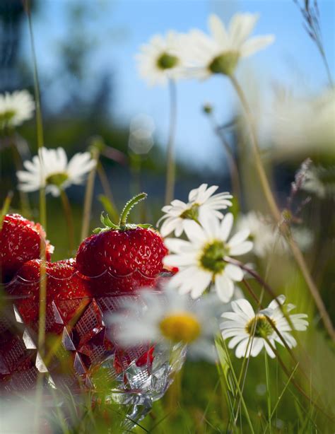 Bilder Från Den Bästa Tiden I Sverige