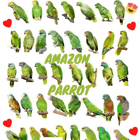 Amazon parrots - Amazon parrot types | Distribution and habitat