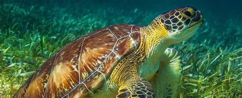 Belize Snorkeling | Snorkeling Tours - Chaa Creek