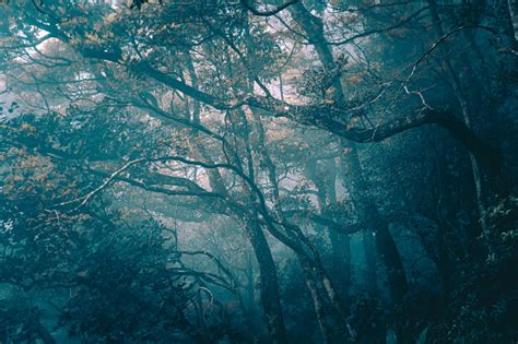 Hutan Mistis Dalam Kabut Siluet Cabang Pohon Dalam Kabut Biru Foto Stok Unduh Gambar Sekarang