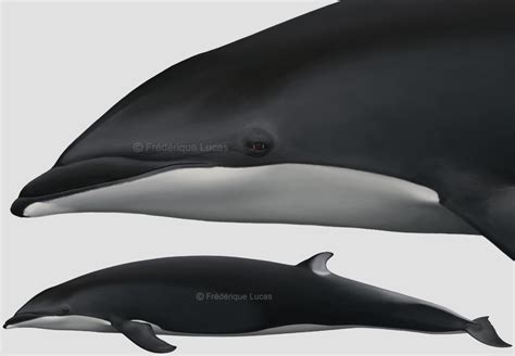 Hybrid Dolphins Northern Lisso X Lag By Namu The Orca On Deviantart