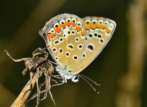 Insekten Schmetterling Motte Kostenloses Foto Auf Pixabay